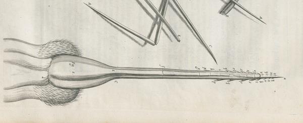 A detail of a bee sting, from Robert Hooke's Micrographia
