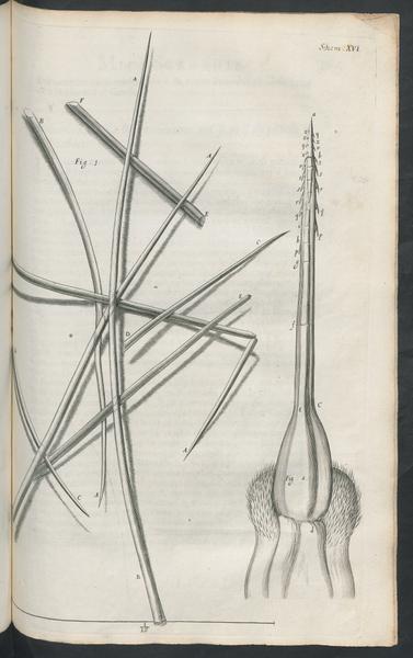 A plate from Micrographia
