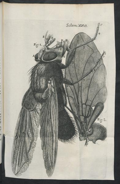 A plate from Micrographia