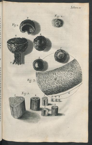 A plate from Micrographia