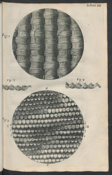 A plate from Micrographia