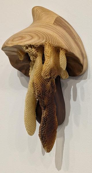 A beehive growing on the underside of a wooden curved structure