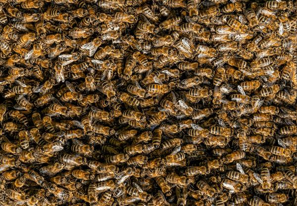 many bees filling the entire frame of the photo