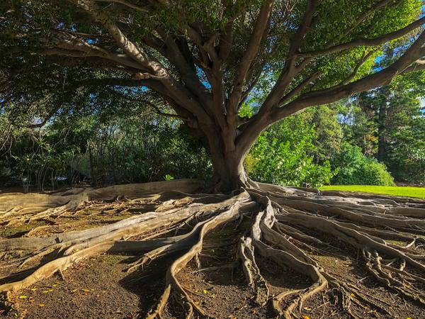 a picture of a tree with a prominent root system