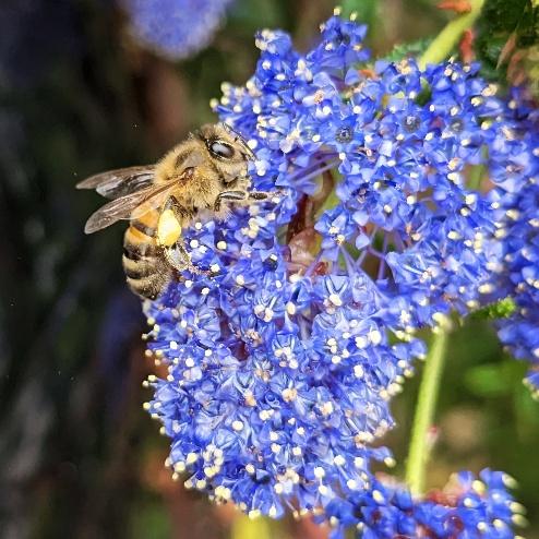 A bee landing on a flower