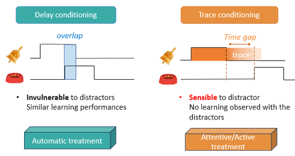 A diagram explaining the difference between delay conditioning and trace conditioning