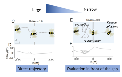 Two graphs illustrating the experimental results of bees strategies in gap crossing