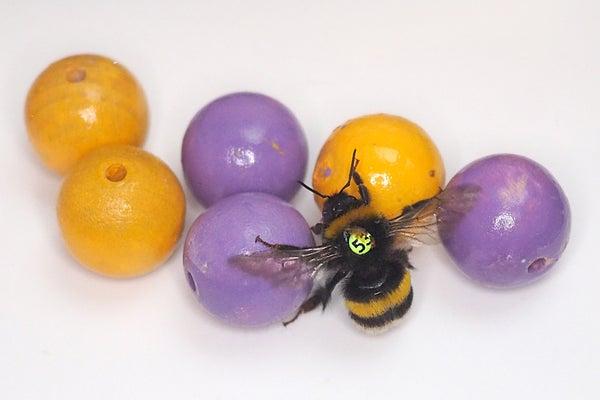 A closeup of a bumblebee rolling six small wooden balls, three of which are purple, the other three orange.