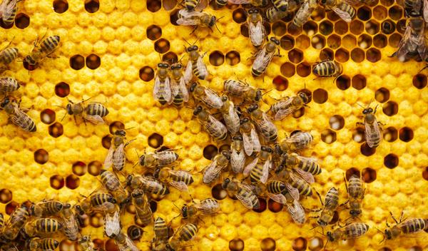 a group of bees on top of a hive-like background