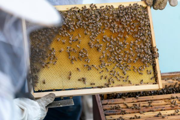 A picture of a beekeeper accessing a hive
