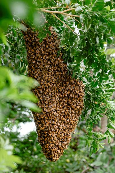A picture of a naturally occurring bee hive covered in bees