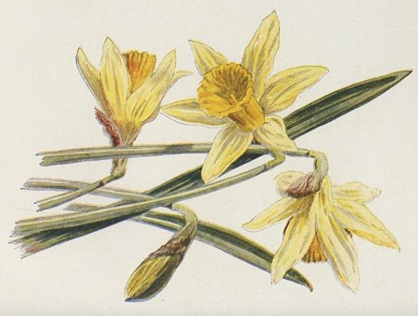 A drawing of a daffodil in Hulmes Familiar Wild Flowers