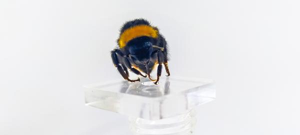 A close-up picture of a queen bumblebee in our lab