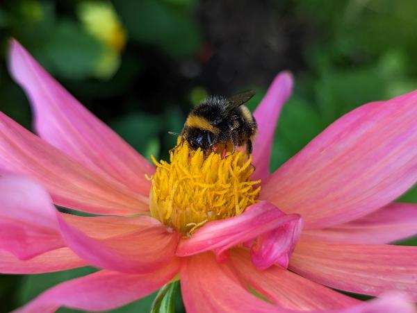 A bumblebee on a flower