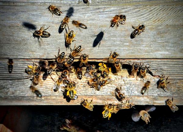 a number of bees approaching the entrance to a wooden hive