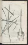 A plate from Micrographia
