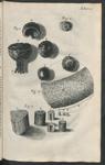 A plate from Micrographia