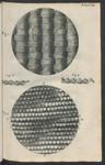 A plate from Micrographia