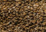 many bees filling the entire frame of the photo