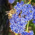 A bee landing on a flower