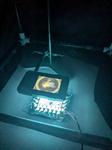 Honeybee under a thermal camera.