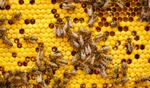 a group of bees on top of a hive-like background