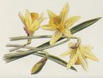 A drawing of a daffodil in Hulmes Familiar Wild Flowers