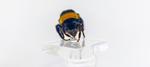A close up picture of a queen bee in our lab