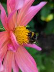 A bumblebee on a flower